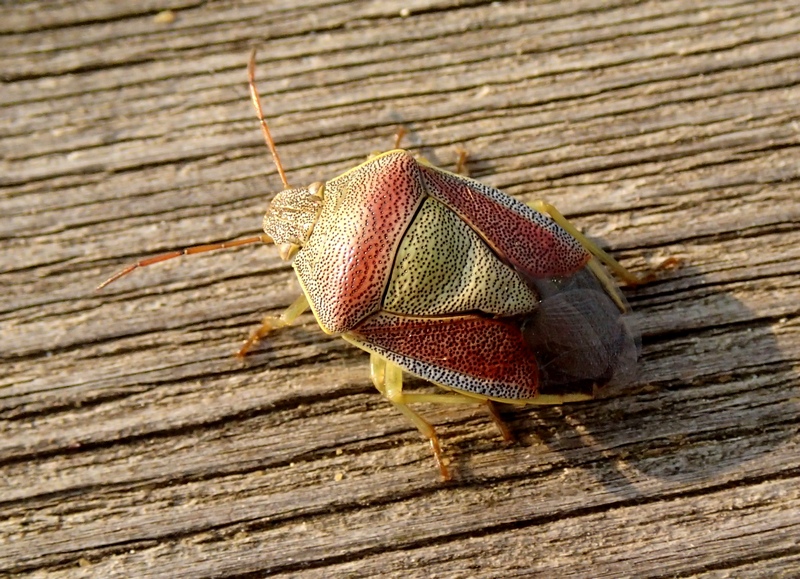 Pentatomidae: Piezodorus lituratus f.litura del Veneto (TV)